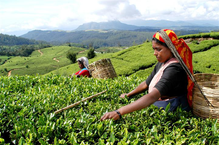 Srilanka - Majda Mateta (Divača, februar 2026)
